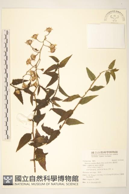 蔓黃菀藏品圖，第1張