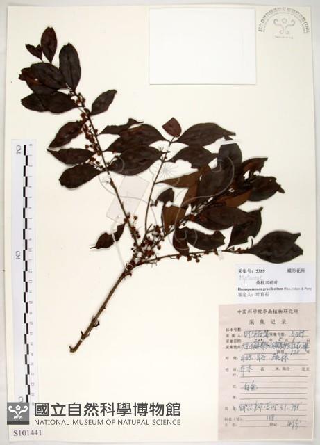 十子木、加入舅藏品圖，第1張