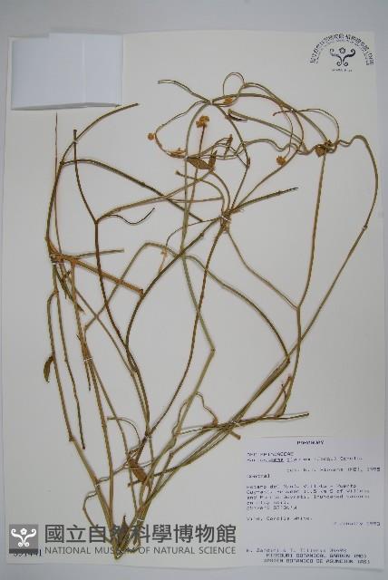 登錄號:S051441藏品圖，第1張