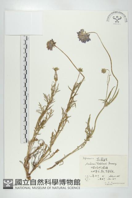 華北藍盆花藏品圖，第1張