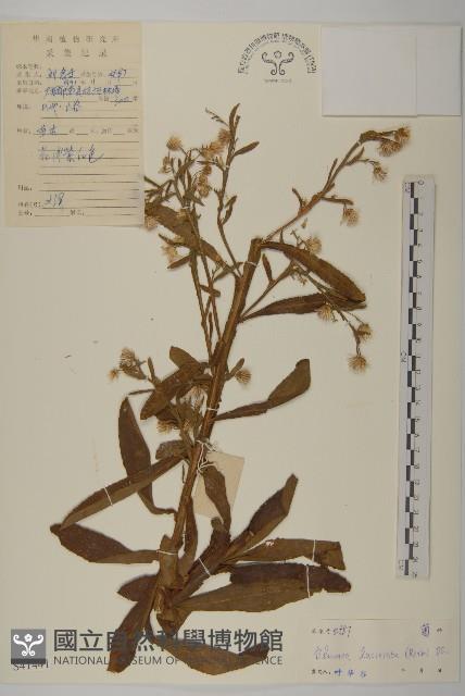 裂葉艾納香藏品圖，第1張