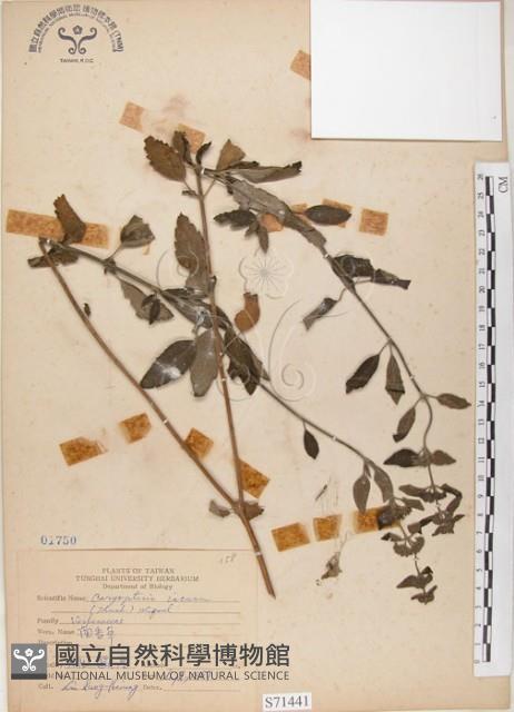 灰葉蕕藏品圖，第1張