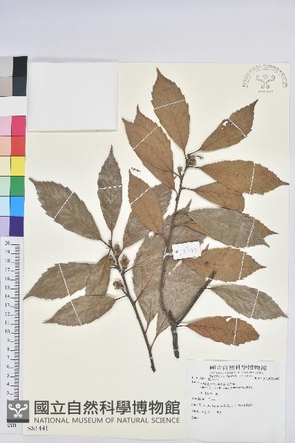 登錄號:S081441藏品圖，第1張