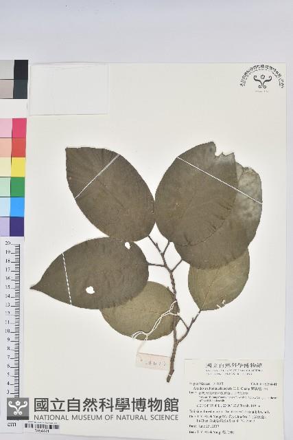 蘭嶼枯里珍藏品圖，第1張