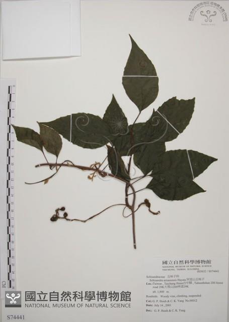 阿里山五味子藏品圖，第1張