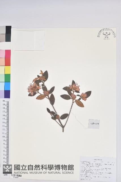 台灣高山杜鵑藏品圖，第1張