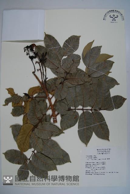 橄欖藏品圖，第1張