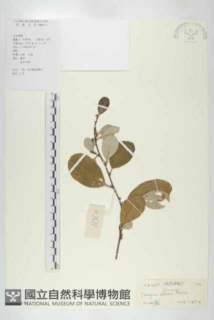 宜梧藏品圖，第1張