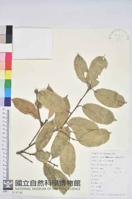 苦櫧栲藏品圖，第1張