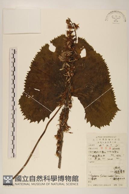 狹苞橐吾藏品圖，第1張