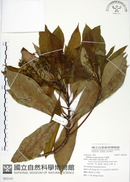 大葉楠藏品圖，第1張