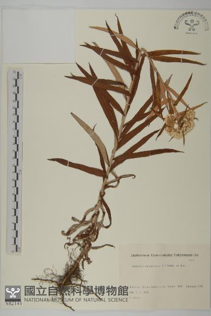 抱莖籟簫藏品圖，第1張