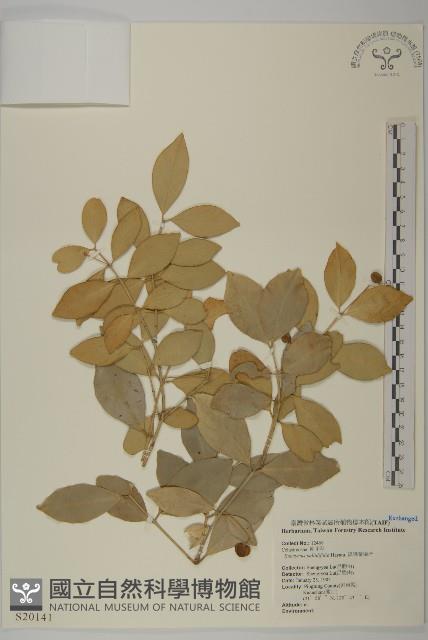 淡綠葉衛矛藏品圖，第1張