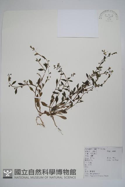 附地菜藏品圖，第1張
