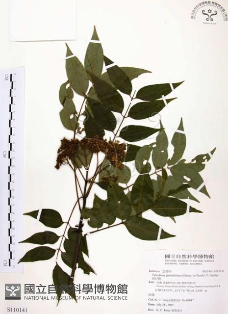 賊仔樹藏品圖，第1張