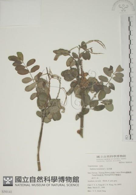 毛苦參藏品圖，第1張