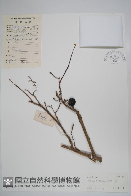 破布子藏品圖，第1張