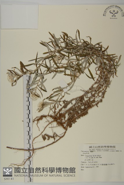 登錄號:S080141藏品圖，第1張