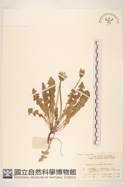 蒲公英藏品圖，第1張