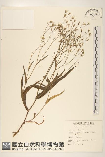 兔仔菜藏品圖，第1張