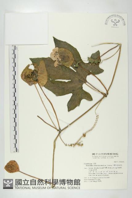 木鱉子藏品圖，第1張