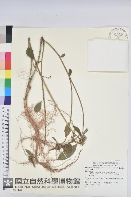 登錄號:S081141藏品圖，第1張