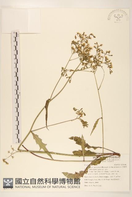 刀傷草藏品圖，第1張
