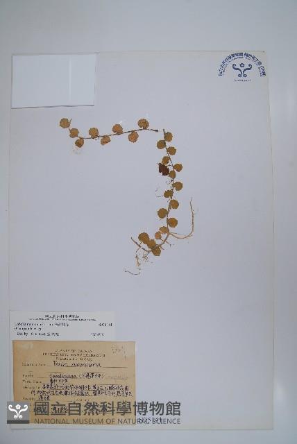 普刺特草藏品圖，第1張