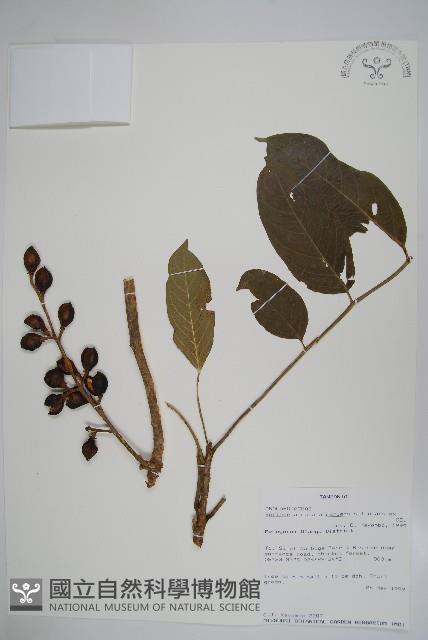 登錄號:S094141藏品圖，第1張