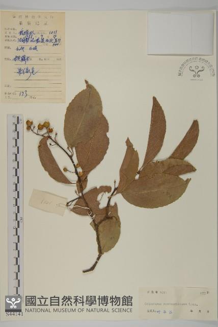 Accession Number:S044141 Collection Image, Figure 1, Total 3 Figures