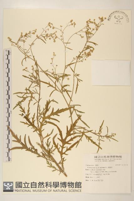 銀膠菊藏品圖，第1張