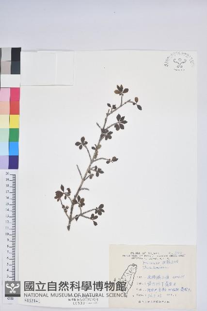 登錄號:S153141藏品圖，第1張