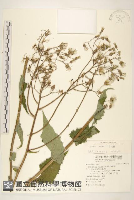 鬼苦苣菜藏品圖，第1張