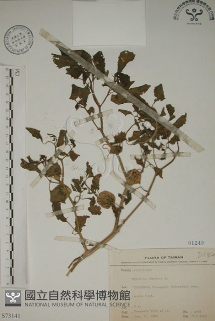燈籠草藏品圖，第1張