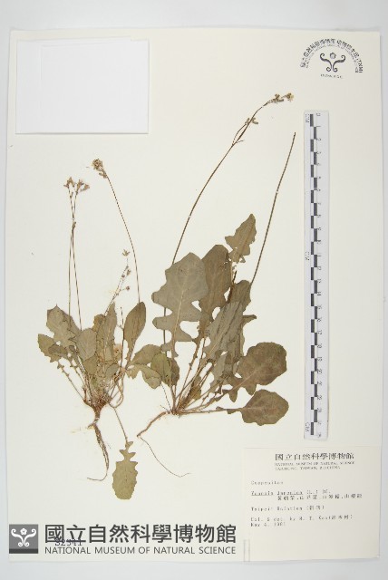 黃鵪菜藏品圖，第1張