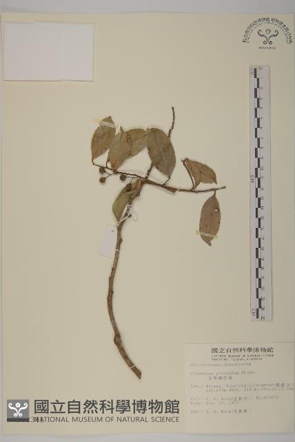 光果南蛇藤藏品圖，第1張