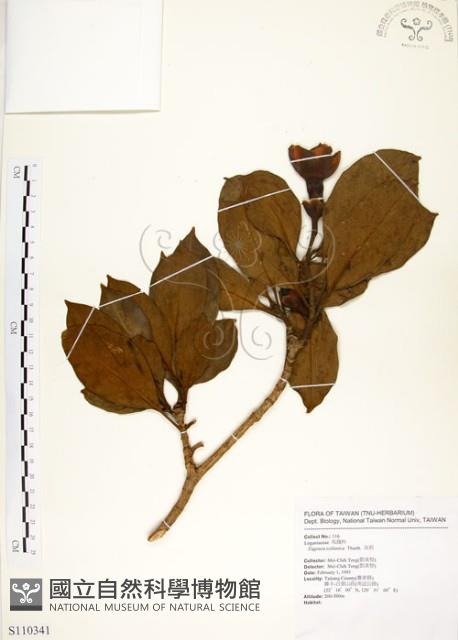 灰莉藏品圖，第1張