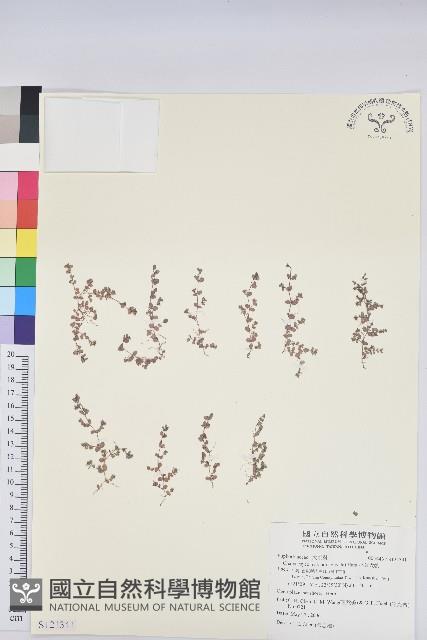 小葉大戟藏品圖，第1張