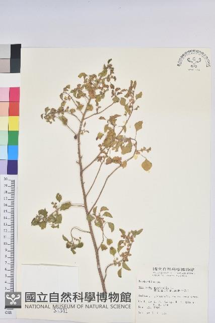 鐵莧菜藏品圖，第1張