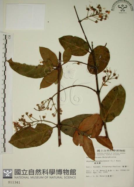 猿尾藤藏品圖，第1張