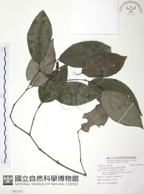 風藤藏品圖，第1張