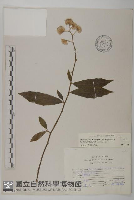 大頭艾納香藏品圖，第1張