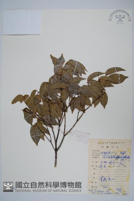 小紫果槭藏品圖，第1張