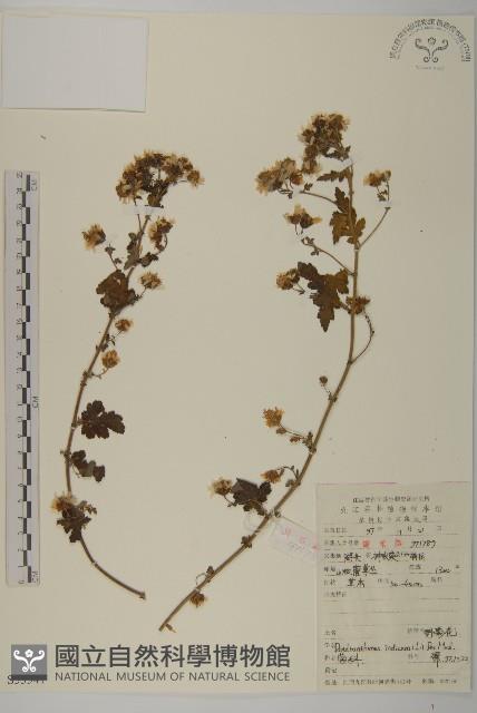 油菊、野菊藏品圖，第1張