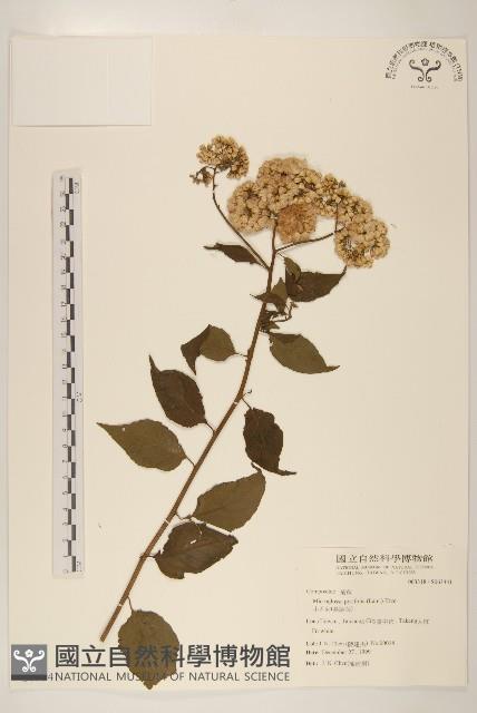小舌菊、蔓綿菜藏品圖，第1張