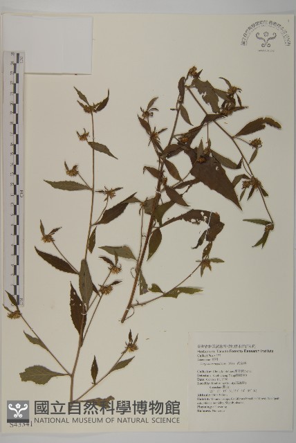 黃金珠藏品圖，第1張