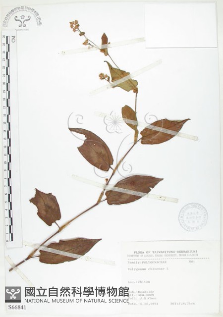 火炭母草、清飯藤藏品圖，第1張