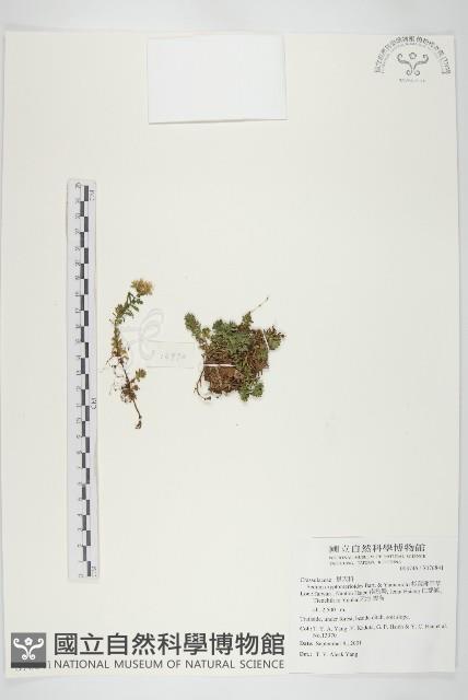 杉葉佛甲草藏品圖，第1張