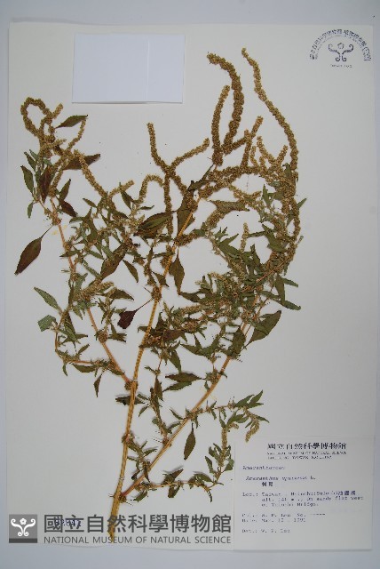 刺莧藏品圖，第1張