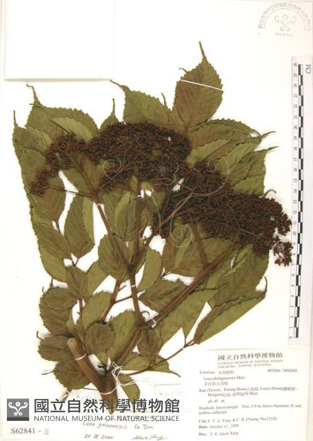 火筒樹藏品圖，第1張